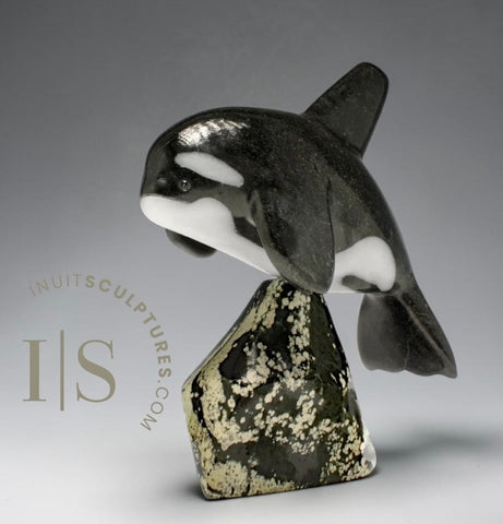 7” SIGNATURE Orca by Johnnysa Mathewsie *Poised*