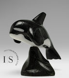 6” SIGNATURE Orca by Johnnysa Mathewsie *Top Gun*