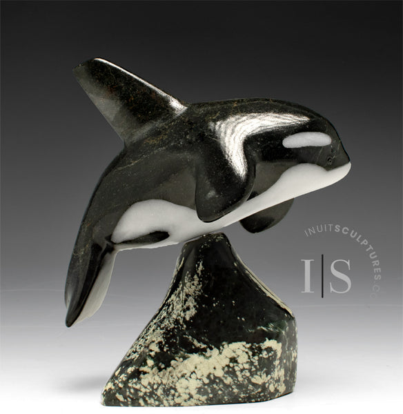 7” SIGNATURE Orca by Johnnysa Mathewsie *Poised*