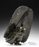 PROFESSIONAL RESTORATIONS and  REPAIRS