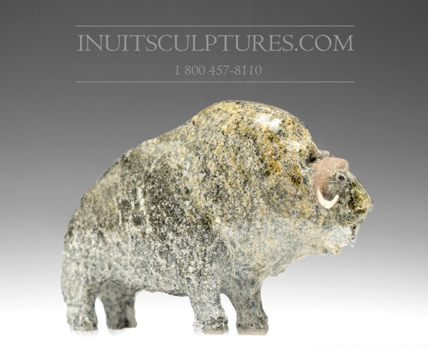 7" SIGNATURE Muskox by Joamie Aipeelee *Rock*