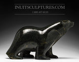 16" Striking Black Walking Bear by Ashevak Adla