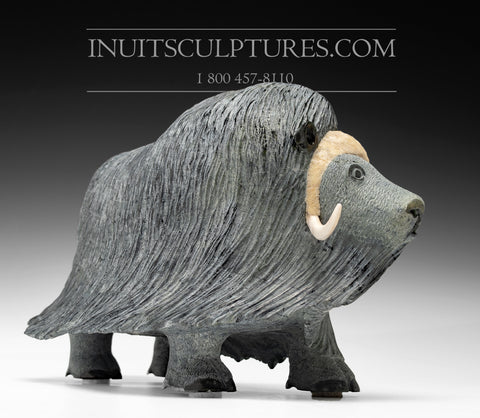 15" Exclusive Treasured Muskox by Lucassie Ikkidluaq