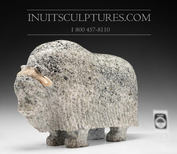 14" Enchanting Muskox by Simeonie Killiktee