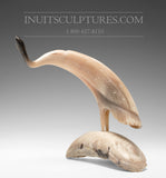 12" Muskox (Musk Ox) Horn Bird by Buddy Alikamik